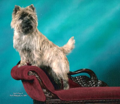 Cairn terrier sale dog show